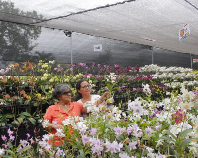 Ecuagenera - Casa abierta - Orquídeas